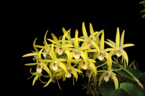 Dendrobium Starbright Cowabunga HCC/AOS 76 pts.